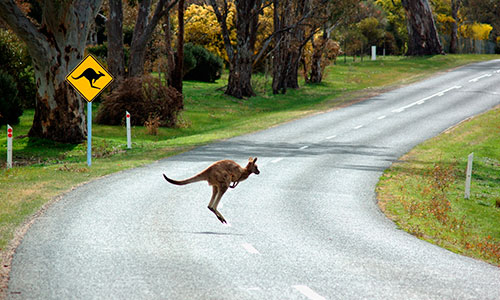 Kangaroo-crossing-road